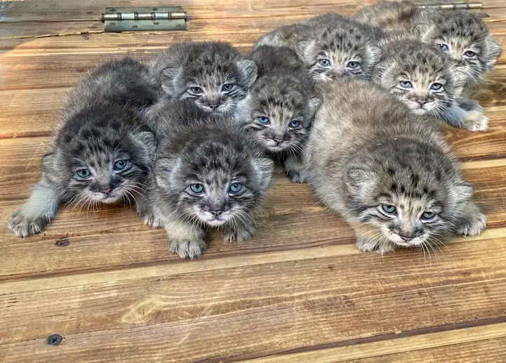 16 adorable wild cats born in Siberian zoo