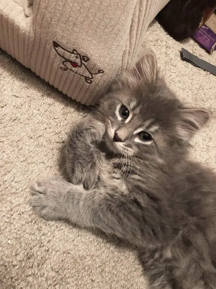 Maine Coon Kitten Purrrrrfectly Posing For His Closeup