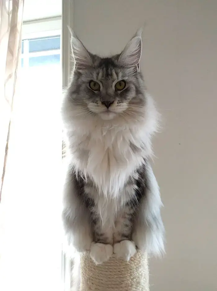 Alice, 9-Months-Old And Lots Of Floof