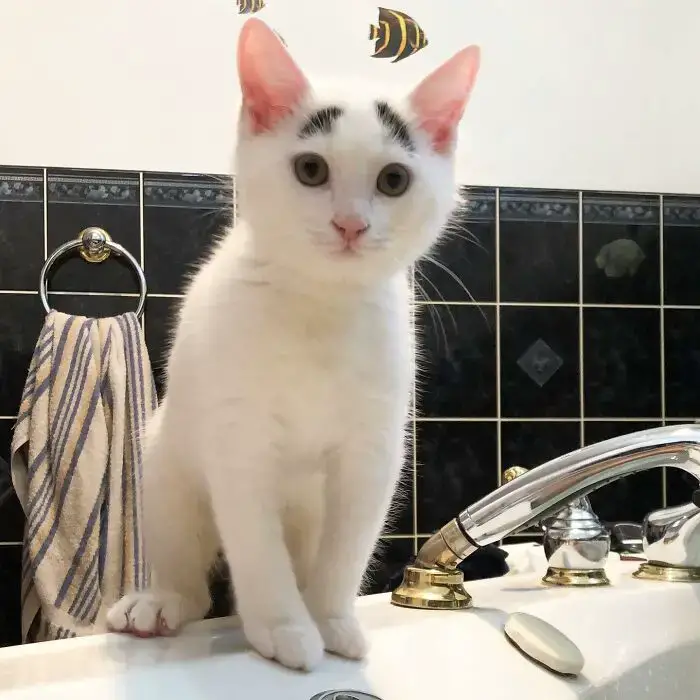 Meet Hénri, A Cat With Eyebrows Who Went Viral Because Of His Unique Facial Markings