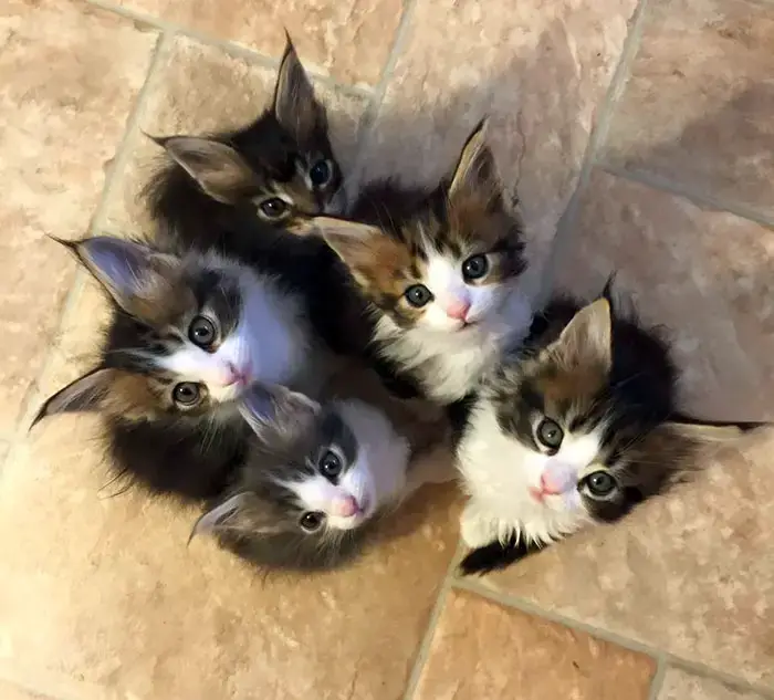 One Of These Baby Maine Coons Will Be Mine In A Few Weeks