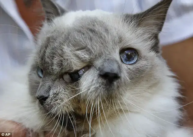 Fascinating: Frankenlouie was blind in his center eye, but his outer eyes function as per usual