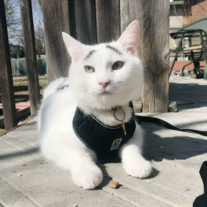Meet Hénri, A Cat With Eyebrows Who Went Viral Because Of His Unique Facial Markings