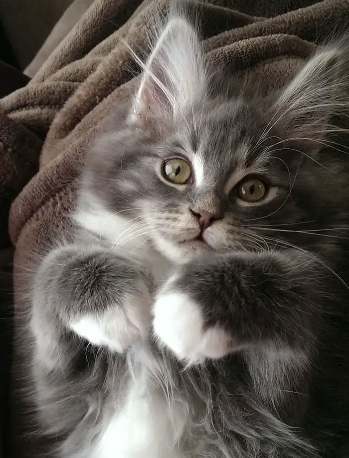 Maine Coon Kitten - Atticus