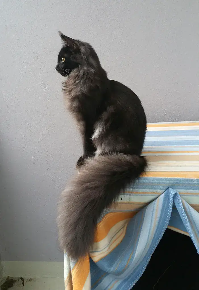 7-Months-Old Maine Coon Thinks He Is A Statue