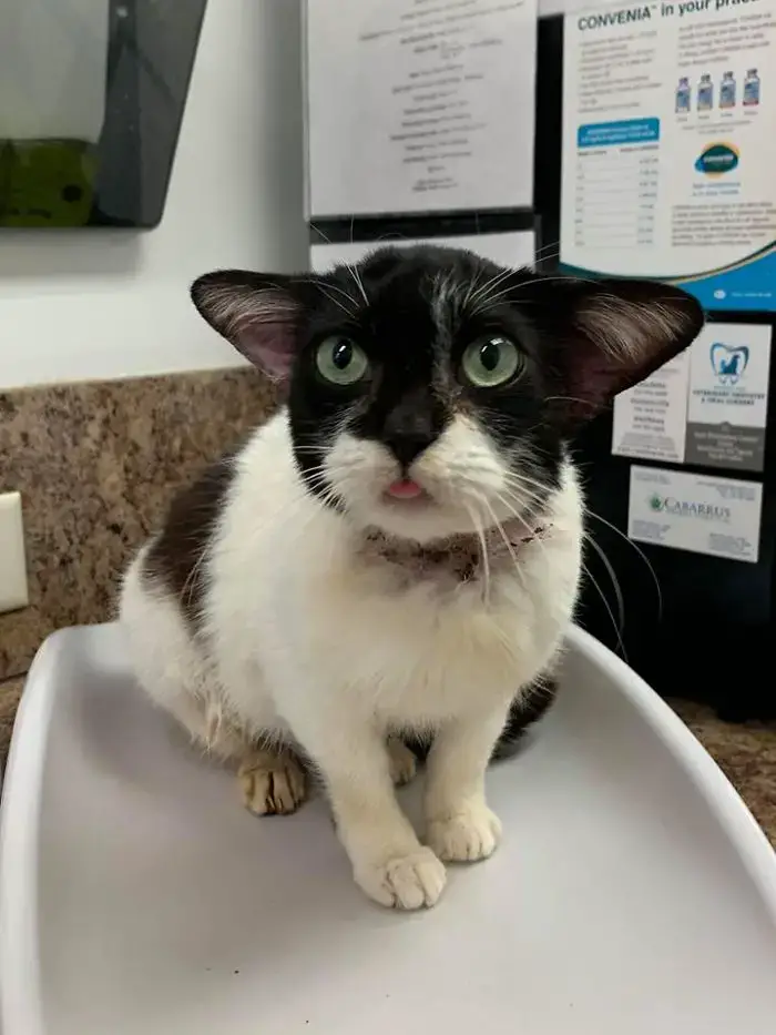 Almost Everyone Wants To Adopt This Very Special Kitty That Looks Like Baby Yoda