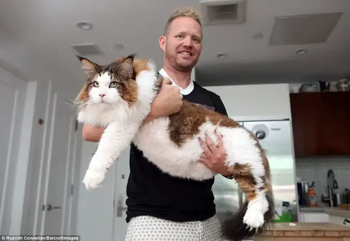 Zurbel said his monster-sized cat has made him irresistible to women who want to come over to his apartment to see Samson