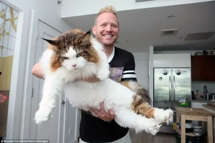 Jonathan Zurbel, pictured with Samson, said he made his cat famous on Instagram now that he as some 104,000 followers