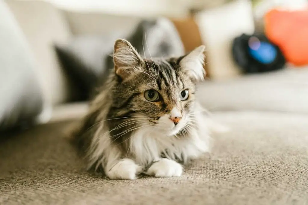 Maine Coon