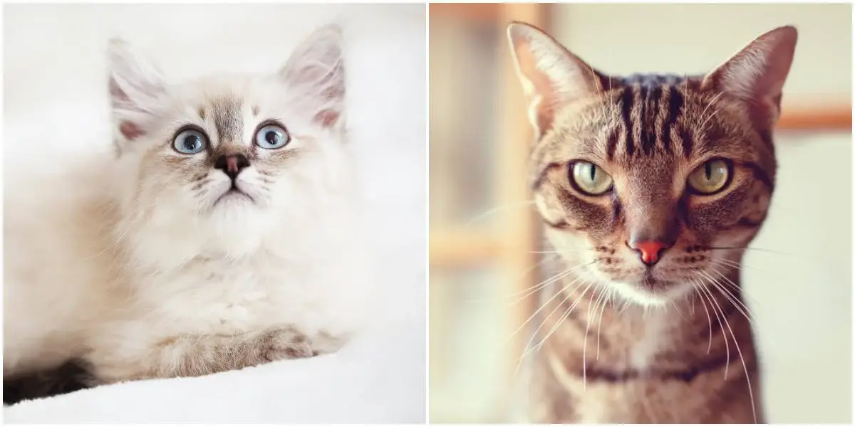 The Most Talkative Cat Breeds: Which Ones Are Most Vocal?