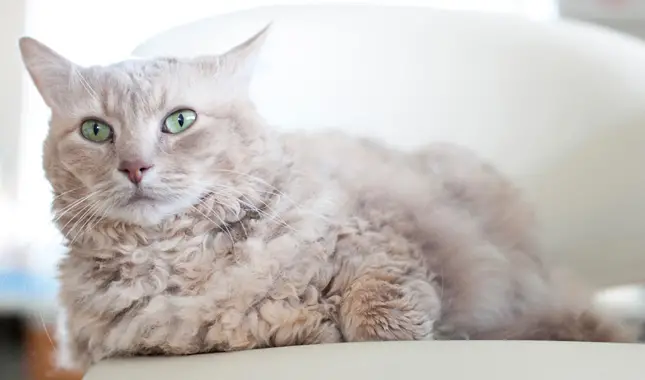 The Most Weirdest Cat Breeds You've Never Heard Of