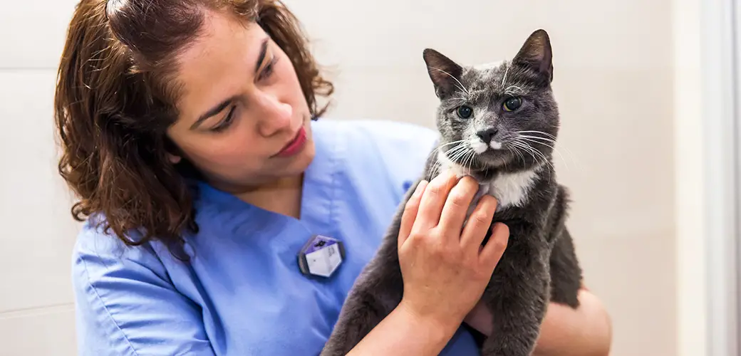 The Most Common Cat Health Problems