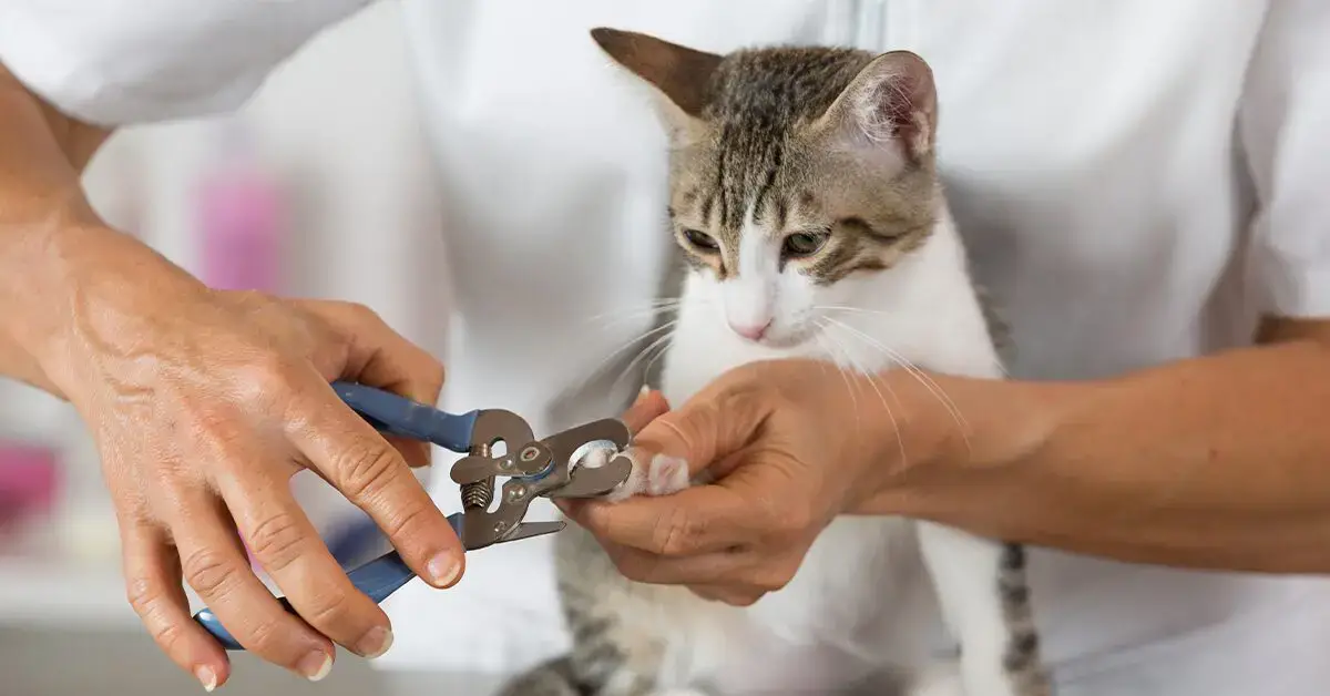 How To Trim Your Cat's Nails: Step-By-Step Guide