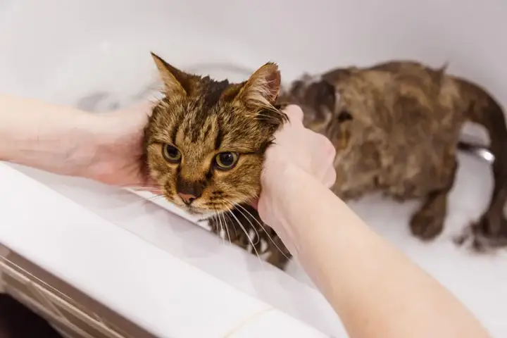 How To Bathe Your Cat: Step-By-Step Guide