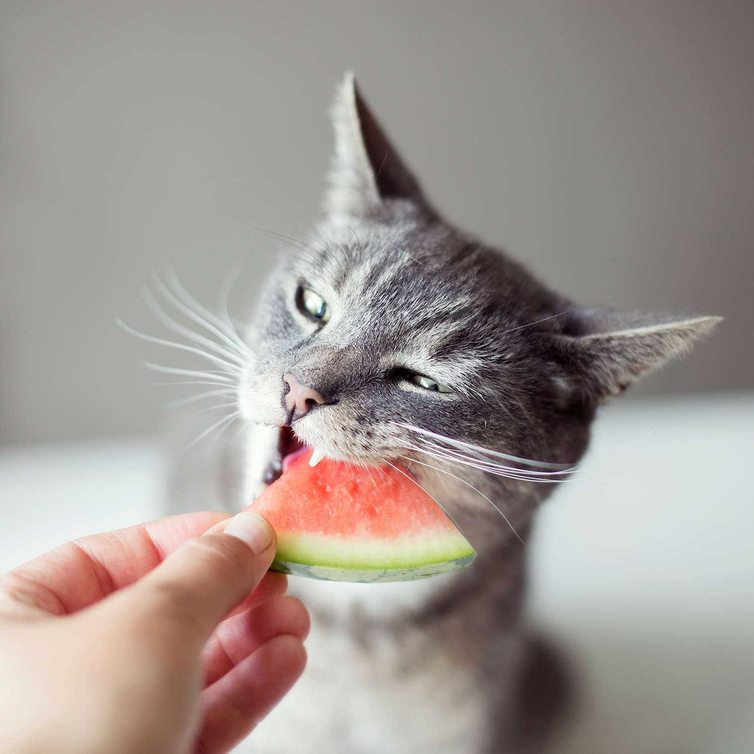 The Best Foods For Your Cat's Health And Longevity