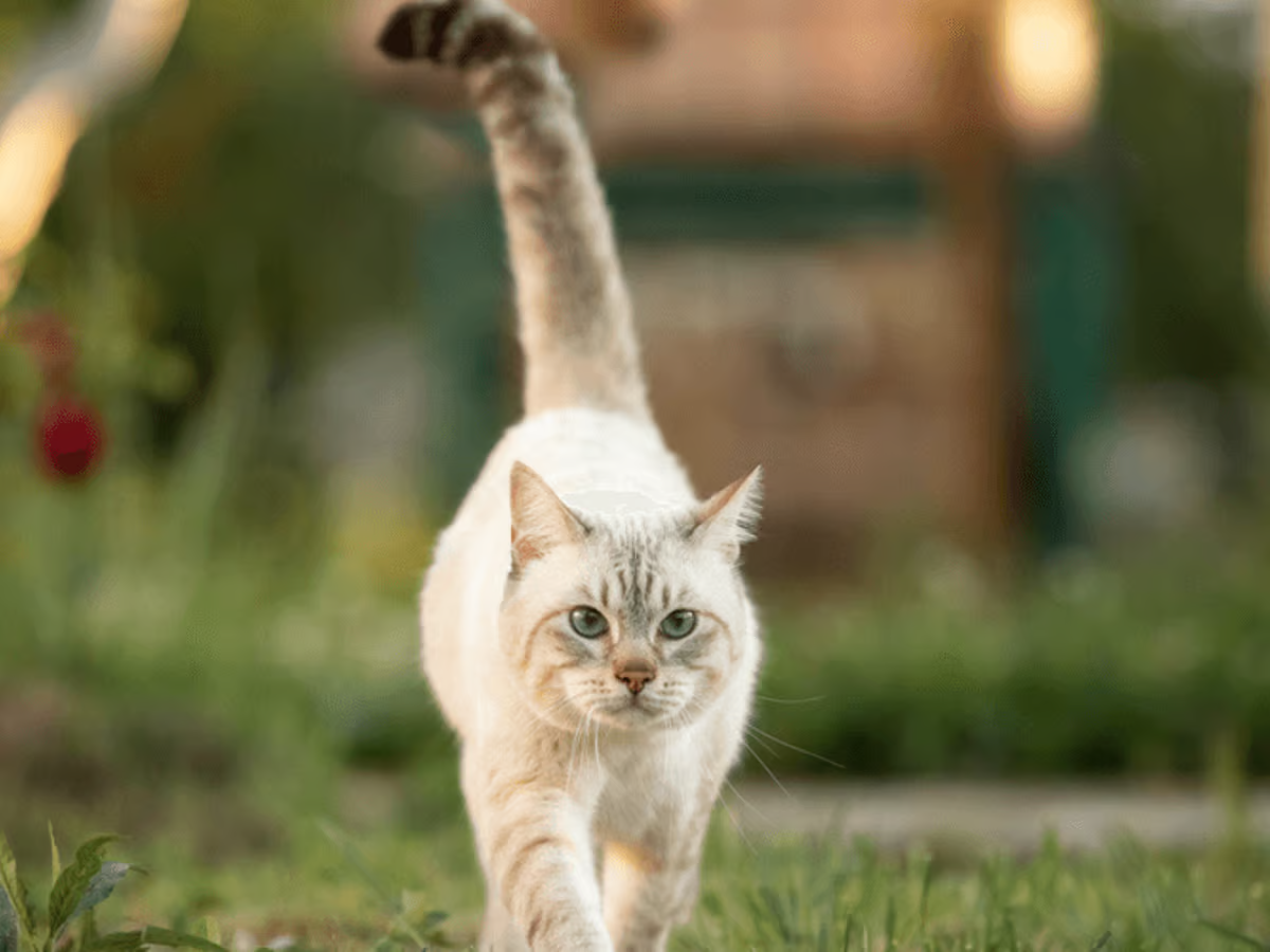 How Do Cats Use Their Tails To Communicate?