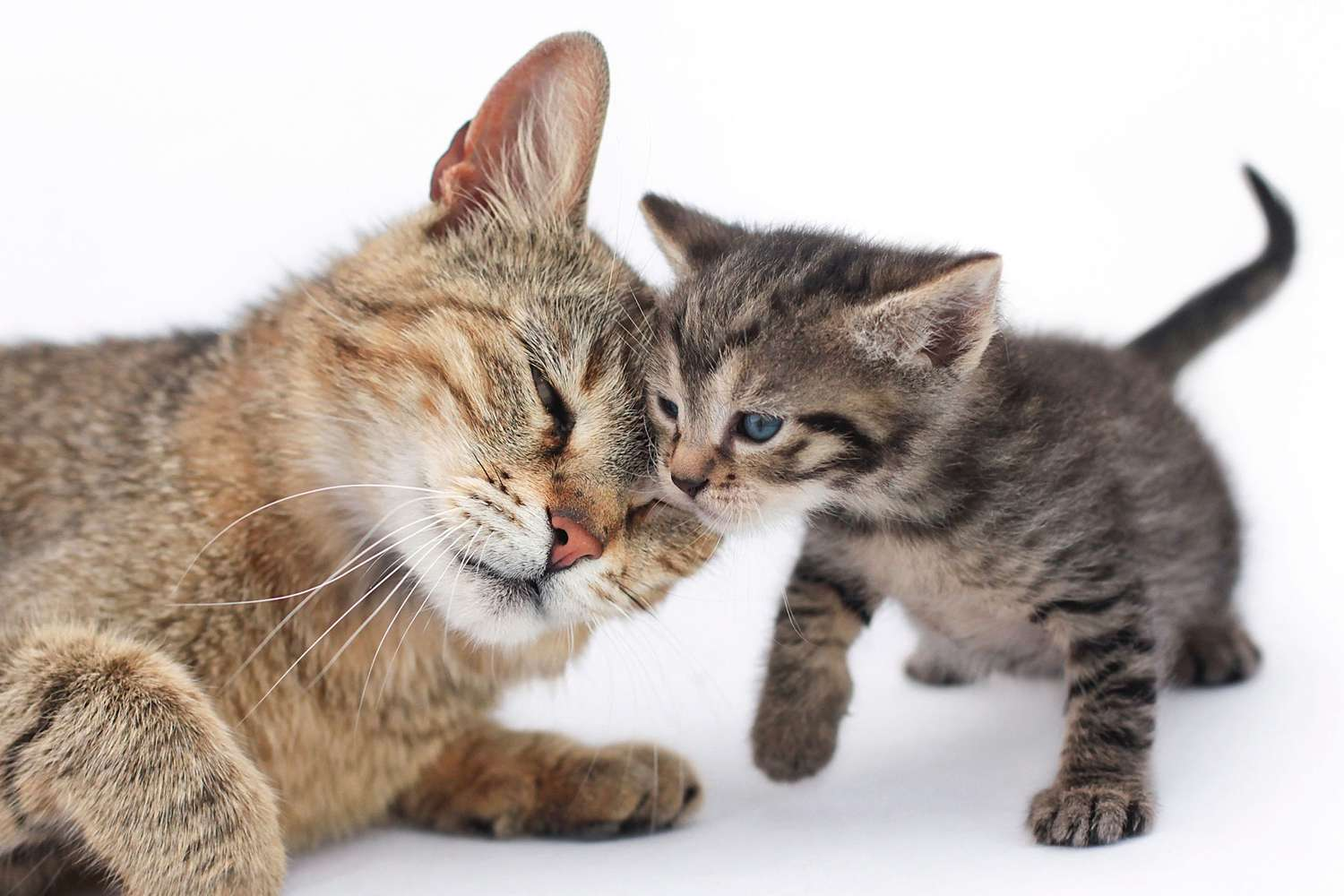 The Pros And Cons Of Adopting A Kitten Vs. An Adult Cat
