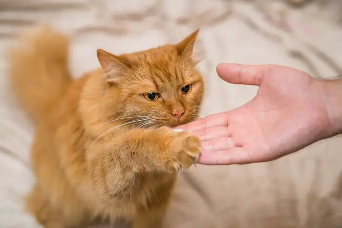 How To Train Your Cat To Do Tricks: Tips And Tricks