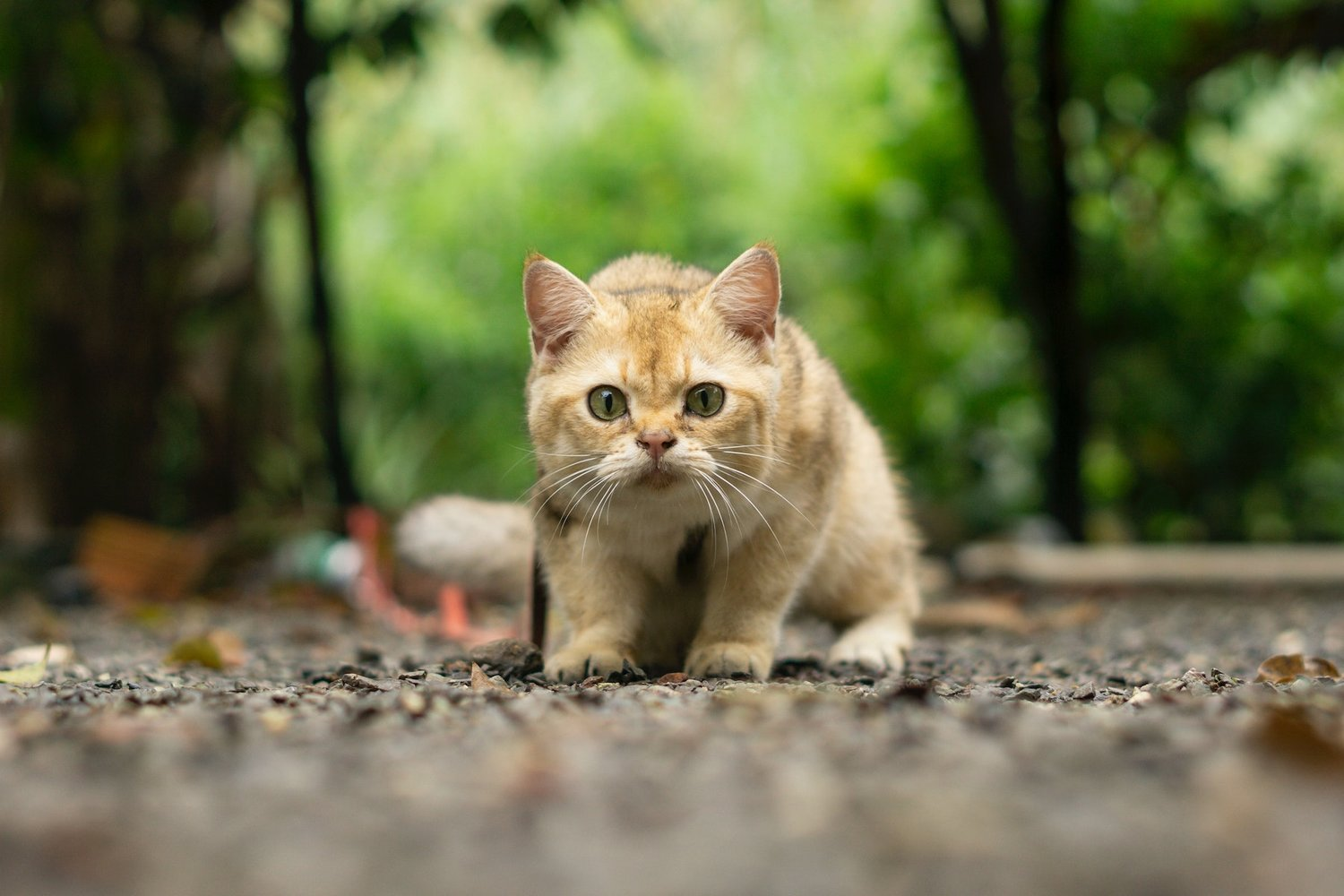 How To Prevent And Treat Hairballs In Cats