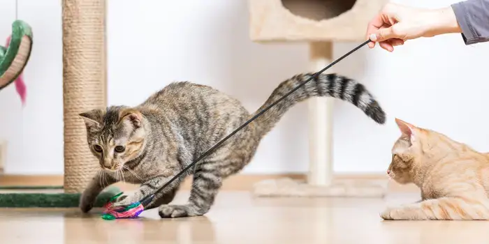 Litter Box Training Made Easy