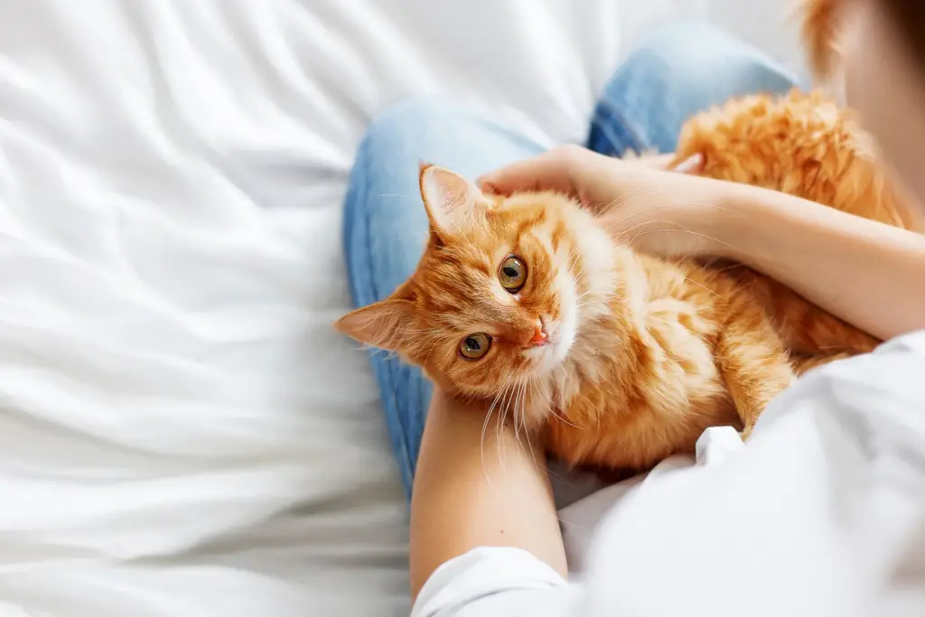 Reward Your Cat and Provide Post-Bath Comfort