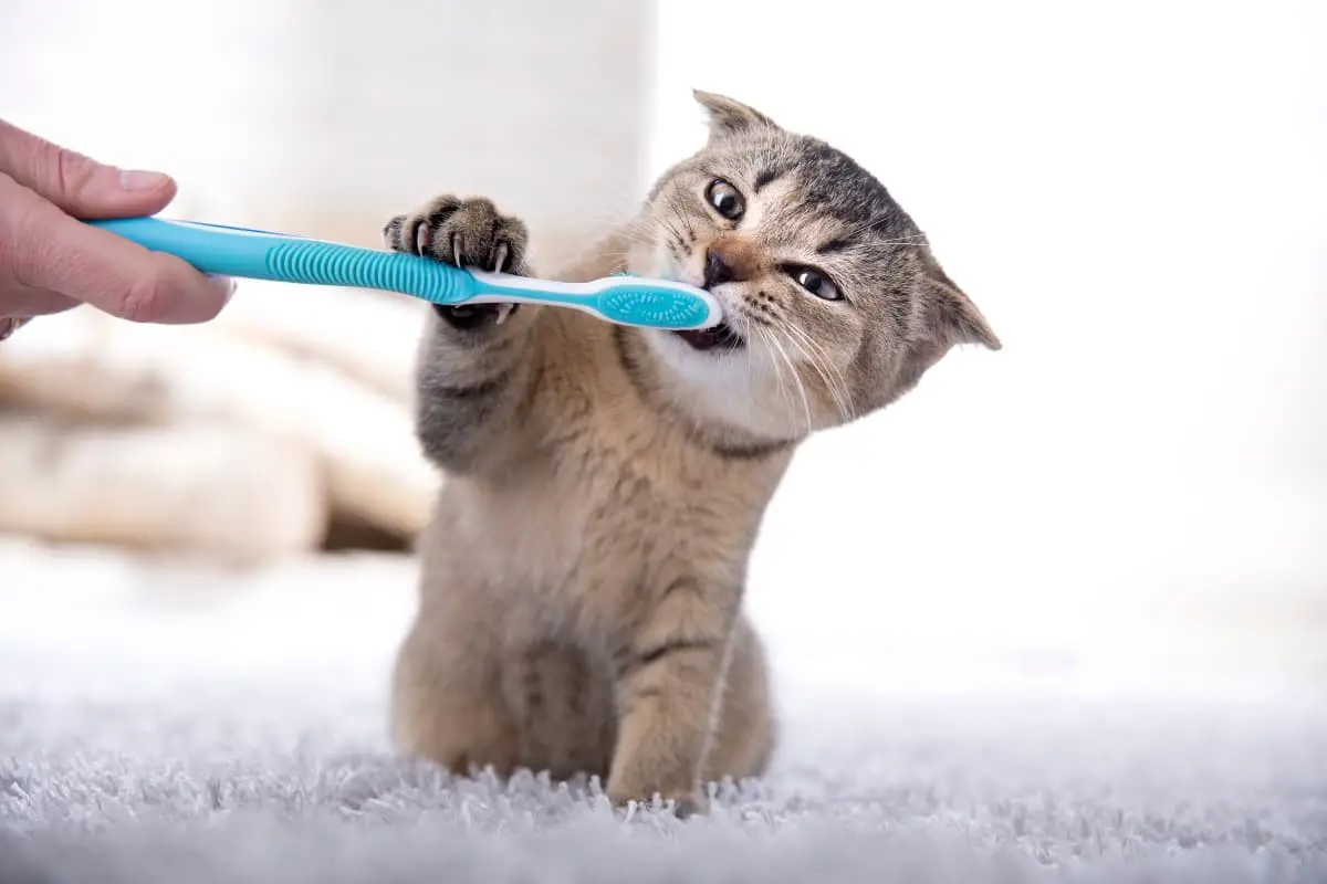 How To Brush Your Cat Teeth: Tips And Tricks