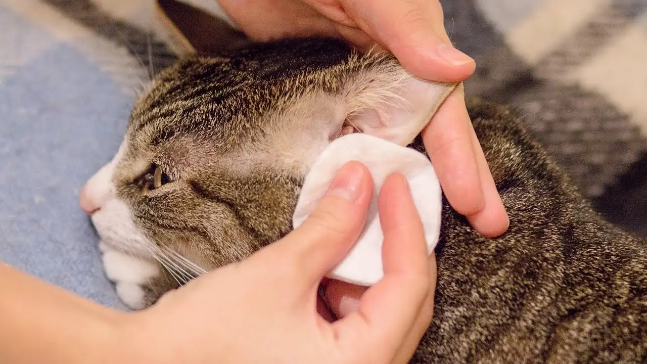 How To Clean Your Cat's Ears: Tips And Tricks