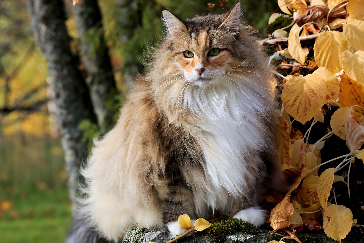 The Most Independent Cat Breeds