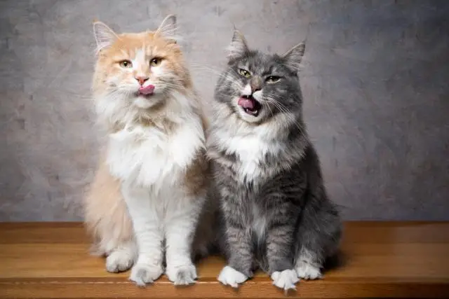 The Most Popular Cat Breeds: A Brief History And Overview