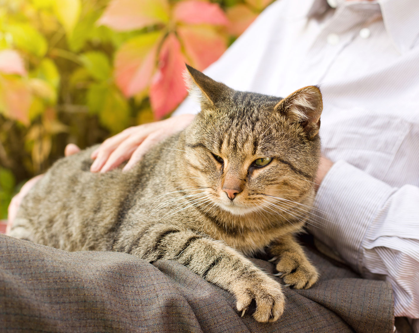 The Benefits Of Adopting A Senior Cat