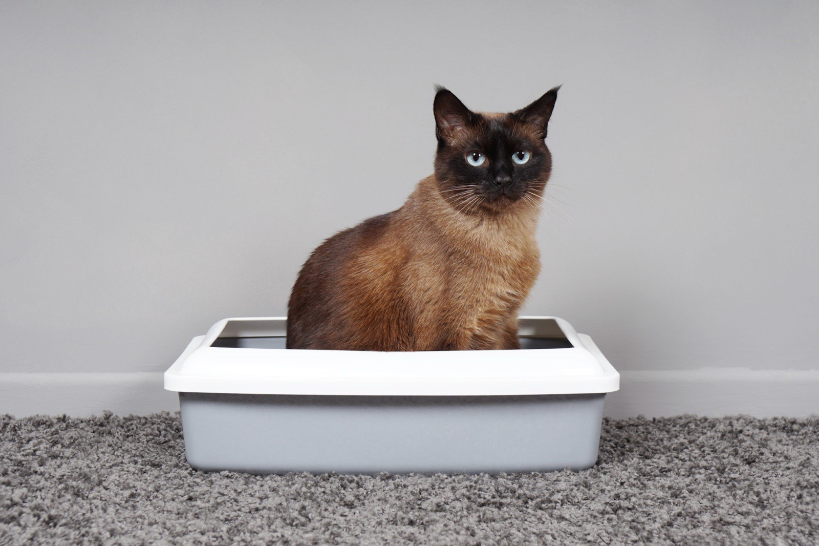 The Most Common Litter Box Problems And How To Solve Them