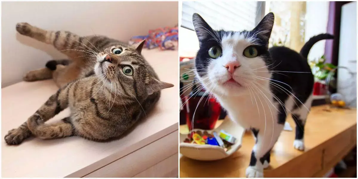 Common Misconceptions About Cats: Separating Fact From Fiction