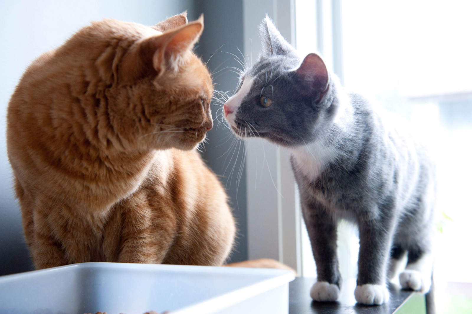 How To Introduce Your New Cat To Other Pets In The Household