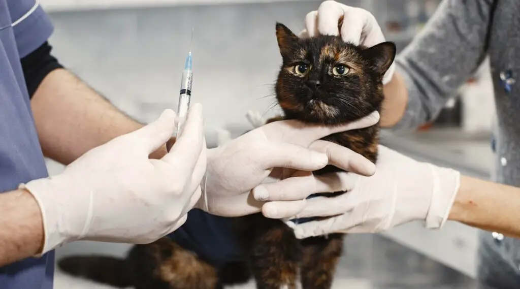 Regular Veterinary Check-ups