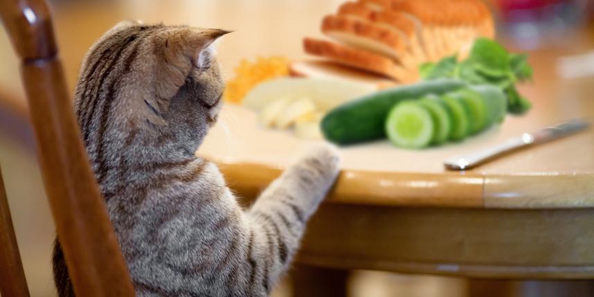 Most Dangerous Cat Foods Your Cat Should Never Eat