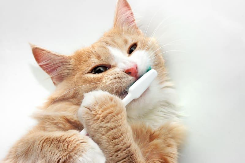 How To Keep Your Cat Teeth Clean