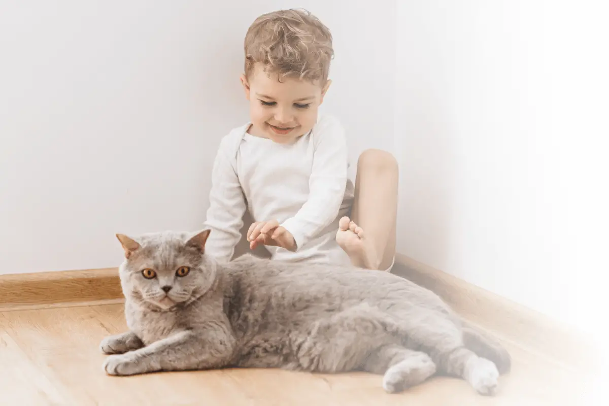 Introducing Cat To Baby: Keeping Baby Safe And Kitty Secure