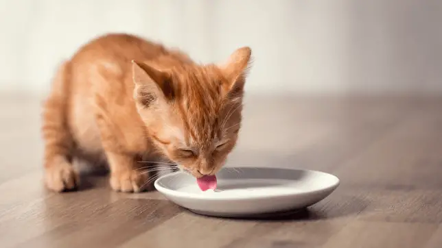 Can Cats Drink Milk? Everything You Need To Know