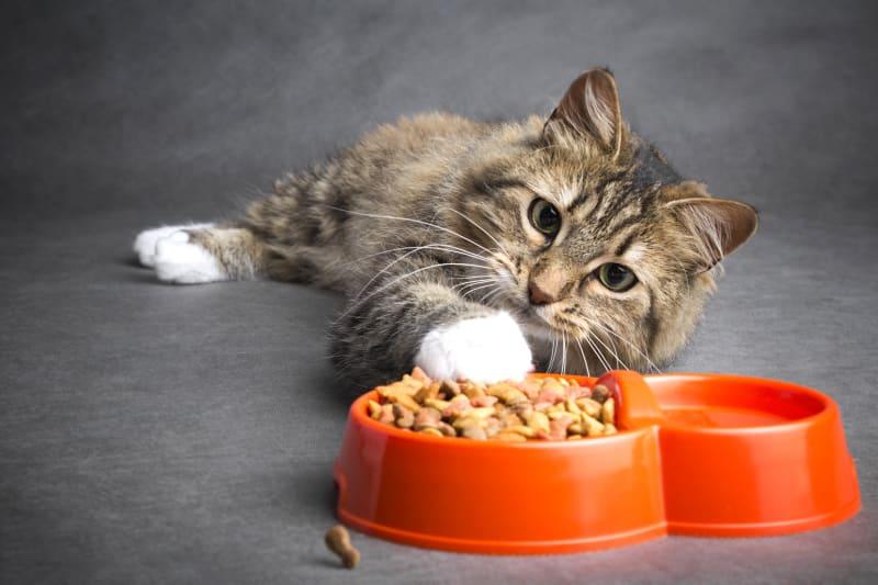 10 Reasons Why Your Cat Is Not Eating