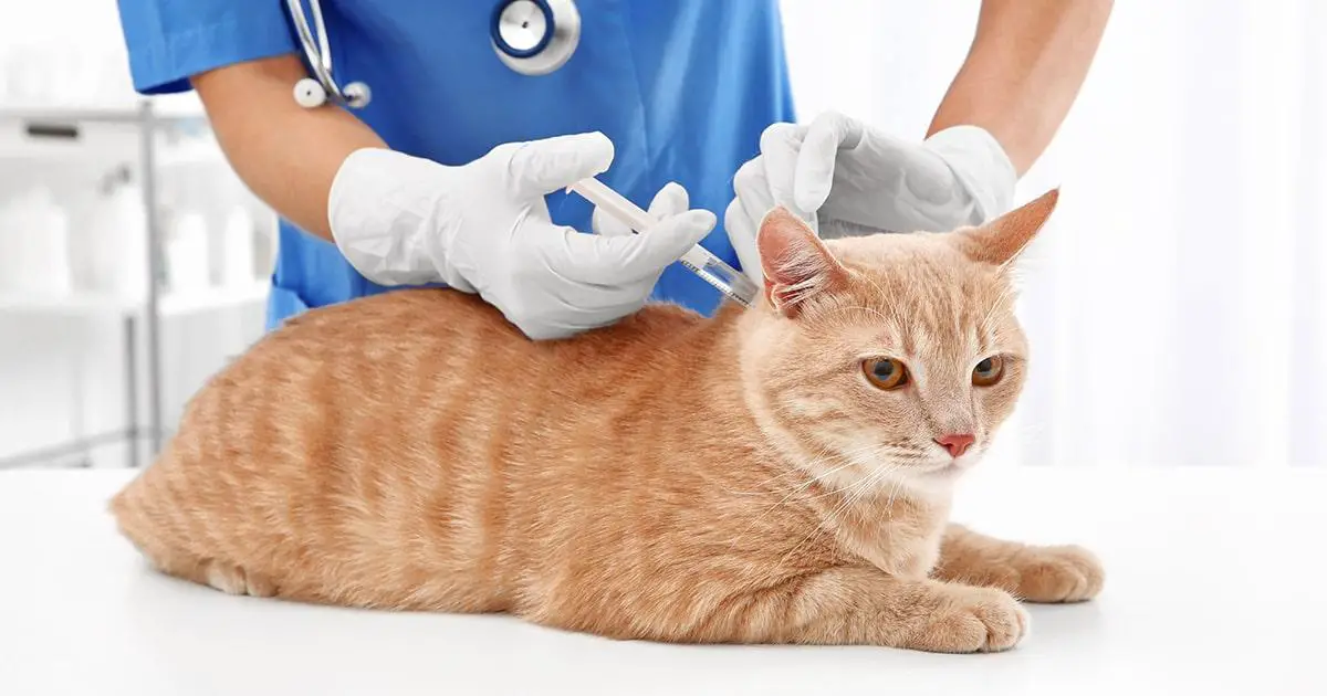 Cat Vaccination Schedule: Which Shots They Need