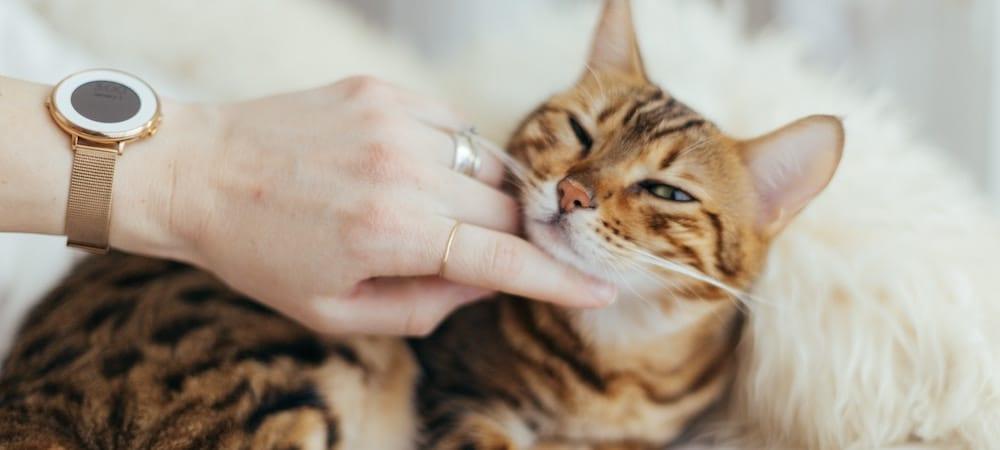 How To Choose The Right Cat For You