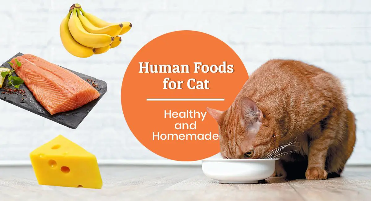 What You Need To Know About A Balanced Homemade Cat Food Diet