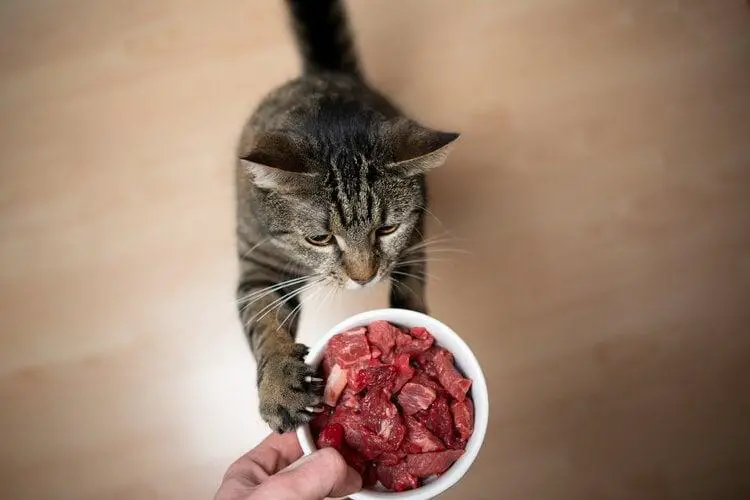 What You Need To Know About Raw Cat Food Diet