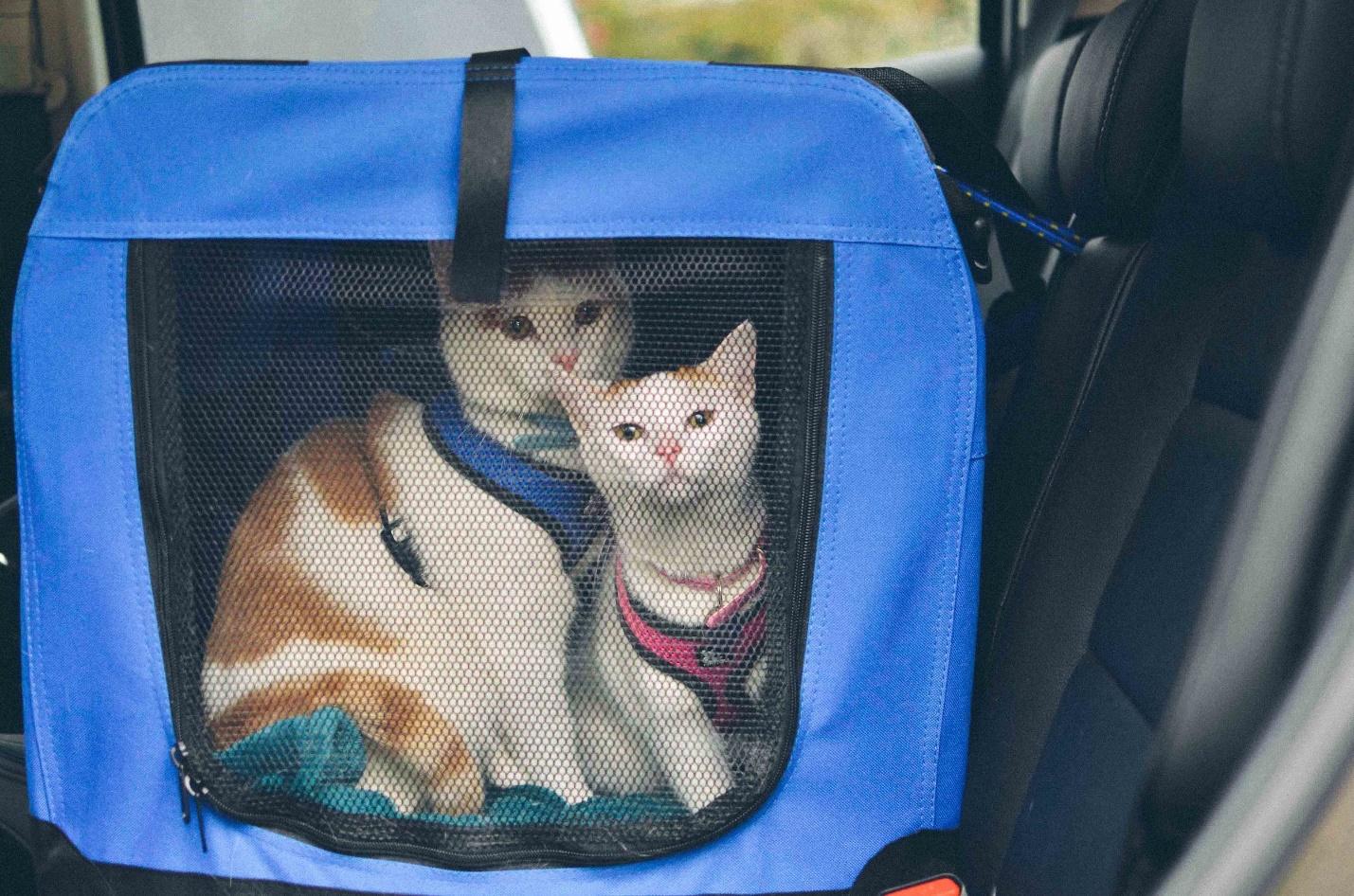 How To Take A Car Trip With Your Cat