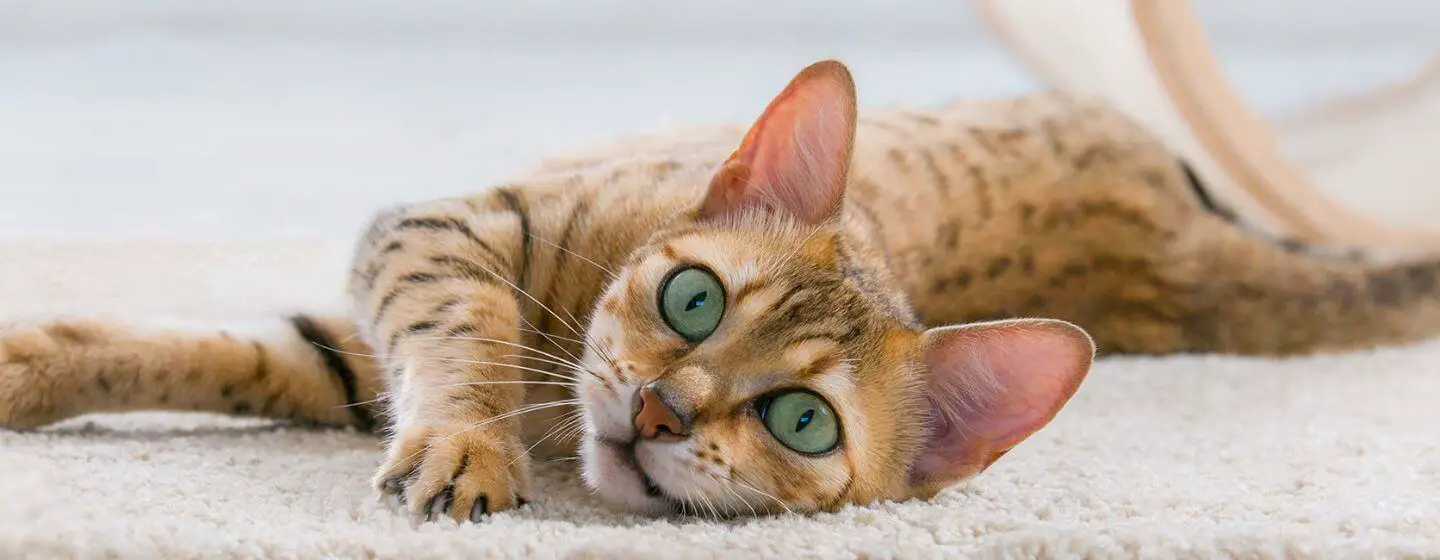 Why Do Cats Meow? Everything You Need To Know