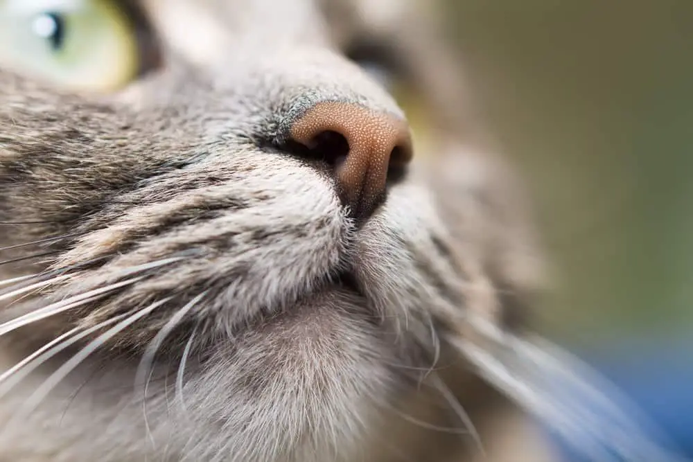 Why Cat's Nose Dry? Everything You Need To Know