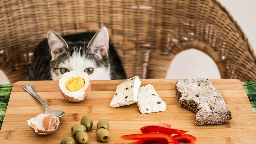 How To Understand About Cat's Nutrition