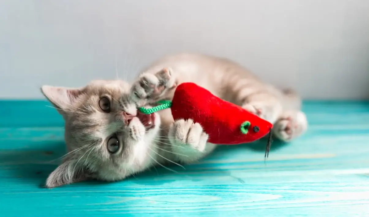 Why Cats Chew Everything? Everything You Need To Know